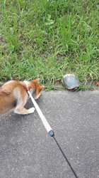 奥村聡ブリーダーからお迎えした柴犬：こむぎちゃん