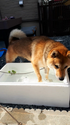奥村聡ブリーダーからお迎えした柴犬：こむぎちゃん