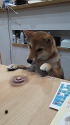 奥村聡ブリーダーからお迎えした柴犬：こむぎちゃん