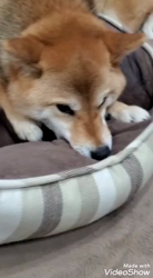 奥村聡ブリーダーからお迎えした柴犬：こむぎちゃん
