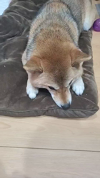 奥村聡ブリーダーからお迎えした柴犬：こむぎちゃん