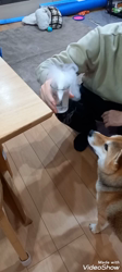 奥村聡ブリーダーからお迎えした柴犬：こむぎちゃん
