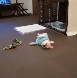 橋本拓也ブリーダーからお迎えしたフレンチブルドッグ：しろくん