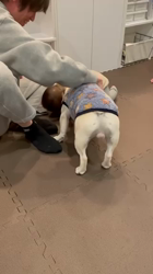 橋本拓也ブリーダーからお迎えしたフレンチブルドッグ：しろくん