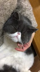 川原祥子ブリーダーからお迎えしたエキゾチックショートヘア：蒼くん