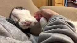 川原祥子ブリーダーからお迎えしたエキゾチックショートヘア：蒼くん