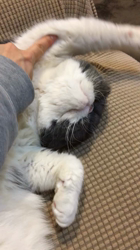 川原祥子ブリーダーからお迎えしたエキゾチックショートヘア：蒼くん