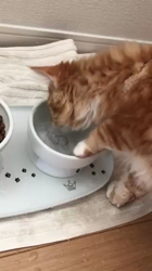 北口春代ブリーダーからお迎えしたメインクーン：とらおくん