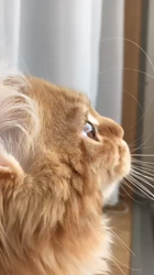 北口春代ブリーダーからお迎えしたメインクーン：とらおくん