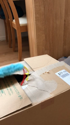 北口春代ブリーダーからお迎えしたメインクーン：とらおくん