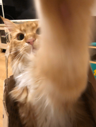 北口春代ブリーダーからお迎えしたメインクーン：とらおくん