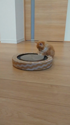 北口春代ブリーダーからお迎えしたメインクーン：とらおくん