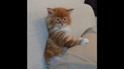 北口春代ブリーダーからお迎えしたメインクーン：とらおくん