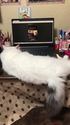 渡辺恭子ブリーダーからお迎えしたスコティッシュフォールド：メルクくん