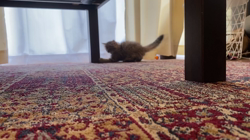 冨岡利枝ブリーダーからお迎えしたミヌエット：ツナちゃん