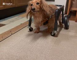 田代由美子ブリーダーからお迎えしたミニチュアダックスフンド(ロング)：メイちゃん