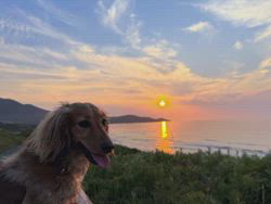 田代由美子ブリーダーからお迎えしたミニチュアダックスフンド(ロング)：メイちゃん