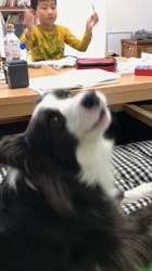 土生善一ブリーダーからお迎えしたボーダーコリー：ななちゃん