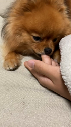 高岡良亮ブリーダーからお迎えしたポメラニアン：Nanaちゃん