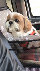 石原いち子ブリーダーからお迎えしたシーズー：ななちゃん