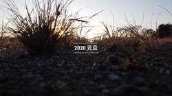 石原いち子ブリーダーからお迎えしたシーズー：ななちゃん