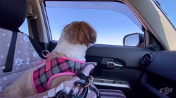 石原いち子ブリーダーからお迎えしたシーズー：ななちゃん