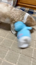 石原いち子ブリーダーからお迎えしたシーズー：ななちゃん