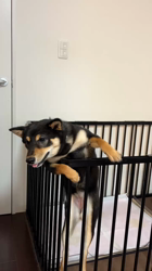 西岡芳隆ブリーダーからお迎えした柴犬：雀（じゃく）ちゃん