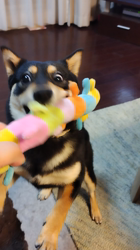 西岡芳隆ブリーダーからお迎えした柴犬：雀（じゃく）ちゃん