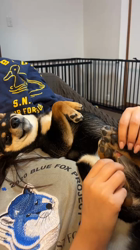 西岡芳隆ブリーダーからお迎えした柴犬：雀（じゃく）ちゃん