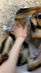 西岡芳隆ブリーダーからお迎えした柴犬：雀（じゃく）ちゃん