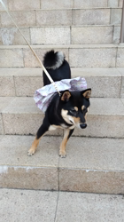 西岡芳隆ブリーダーからお迎えした柴犬：雀（じゃく）ちゃん