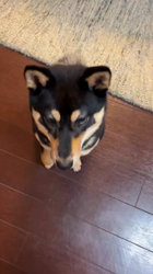 西岡芳隆ブリーダーからお迎えした柴犬：雀（じゃく）ちゃん