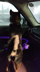 西岡芳隆ブリーダーからお迎えした柴犬：雀（じゃく）ちゃん
