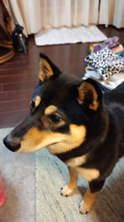 西岡芳隆ブリーダーからお迎えした柴犬：雀（じゃく）ちゃん