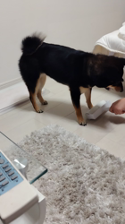 西岡芳隆ブリーダーからお迎えした柴犬：雀（じゃく）ちゃん