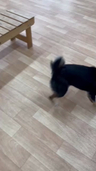 西岡芳隆ブリーダーからお迎えした柴犬：雀（じゃく）ちゃん
