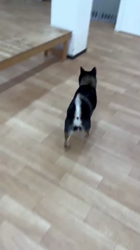 西岡芳隆ブリーダーからお迎えした柴犬：雀（じゃく）ちゃん