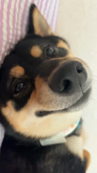 西岡芳隆ブリーダーからお迎えした柴犬：雀（じゃく）ちゃん