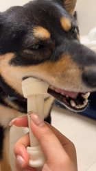 西岡芳隆ブリーダーからお迎えした柴犬：雀（じゃく）ちゃん