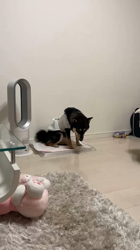 西岡芳隆ブリーダーからお迎えした柴犬：雀（じゃく）ちゃん