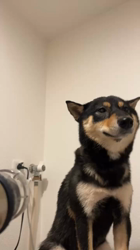 西岡芳隆ブリーダーからお迎えした柴犬：雀（じゃく）ちゃん