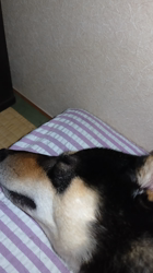 西岡芳隆ブリーダーからお迎えした柴犬：雀（じゃく）ちゃん