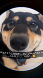 西岡芳隆ブリーダーからお迎えした柴犬：雀（じゃく）ちゃん