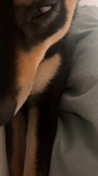 西岡芳隆ブリーダーからお迎えした柴犬：雀（じゃく）ちゃん