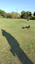 西岡芳隆ブリーダーからお迎えした柴犬：雀（じゃく）ちゃん