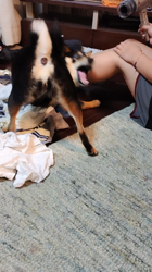 西岡芳隆ブリーダーからお迎えした柴犬：雀（じゃく）ちゃん