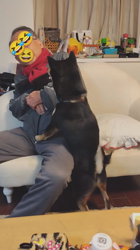 西岡芳隆ブリーダーからお迎えした柴犬：雀（じゃく）ちゃん