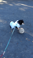 西岡芳隆ブリーダーからお迎えした柴犬：雀（じゃく）ちゃん