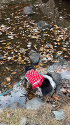 西岡芳隆ブリーダーからお迎えした柴犬：雀（じゃく）ちゃん